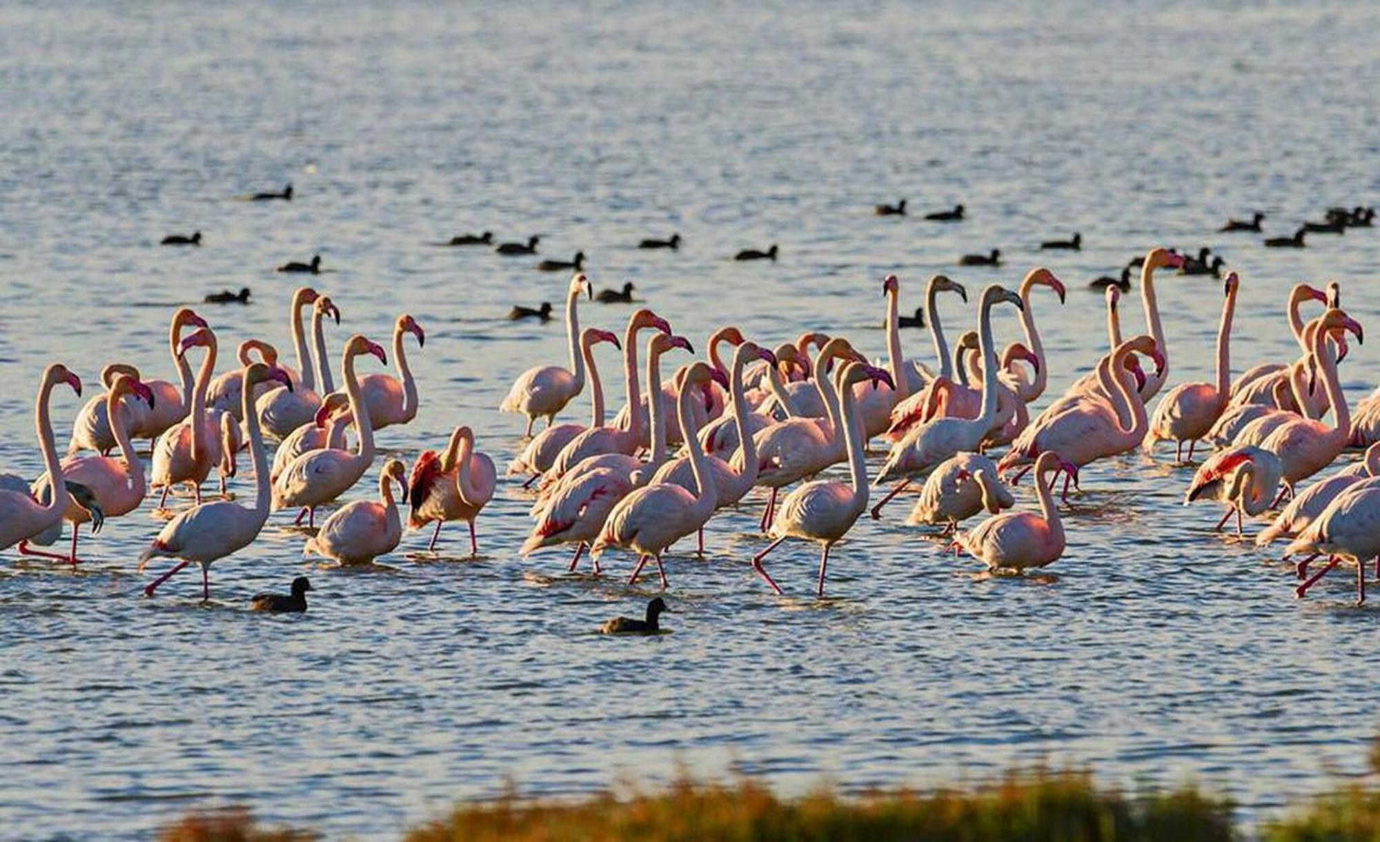 Quet - Casa Rural Con Piscina Privada En El Delta Del Ebro - Deltavacaciones Deltebre Eksteriør bilde